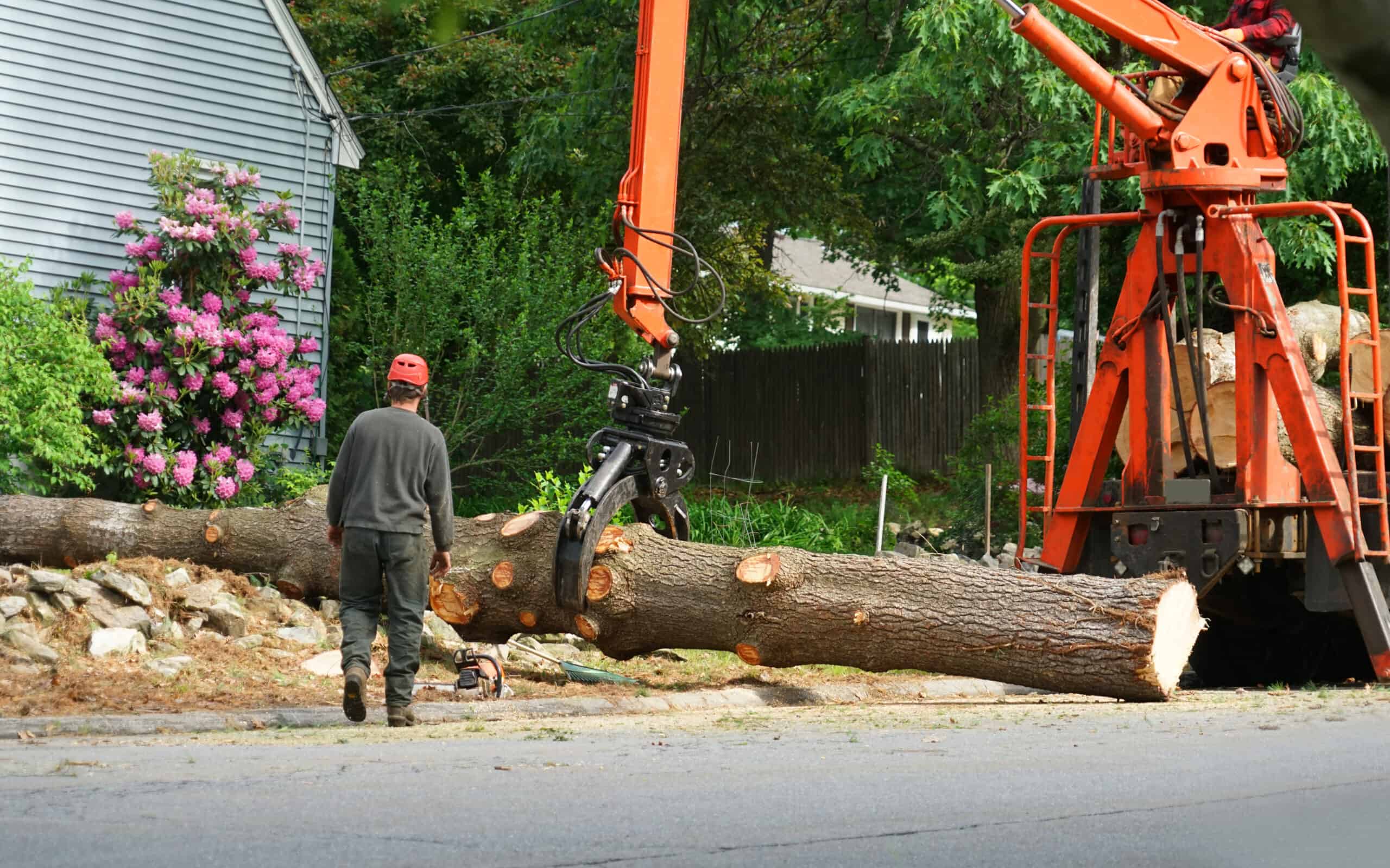 A worker wearing a red hard hat and dark clothing stands next to a large fallen tree trunk being lifted by an orange crane on a residential street. A chainsaw lies on the ground nearby, with a gray house and pink flowering shrub in the background, showcasing tree company Suffolk County expertise.