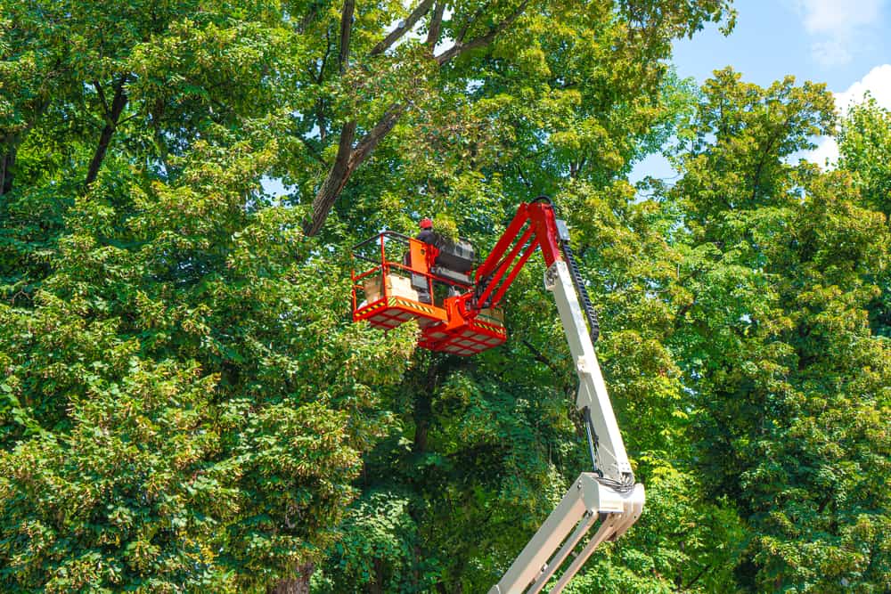 Tree Removal Uniondale