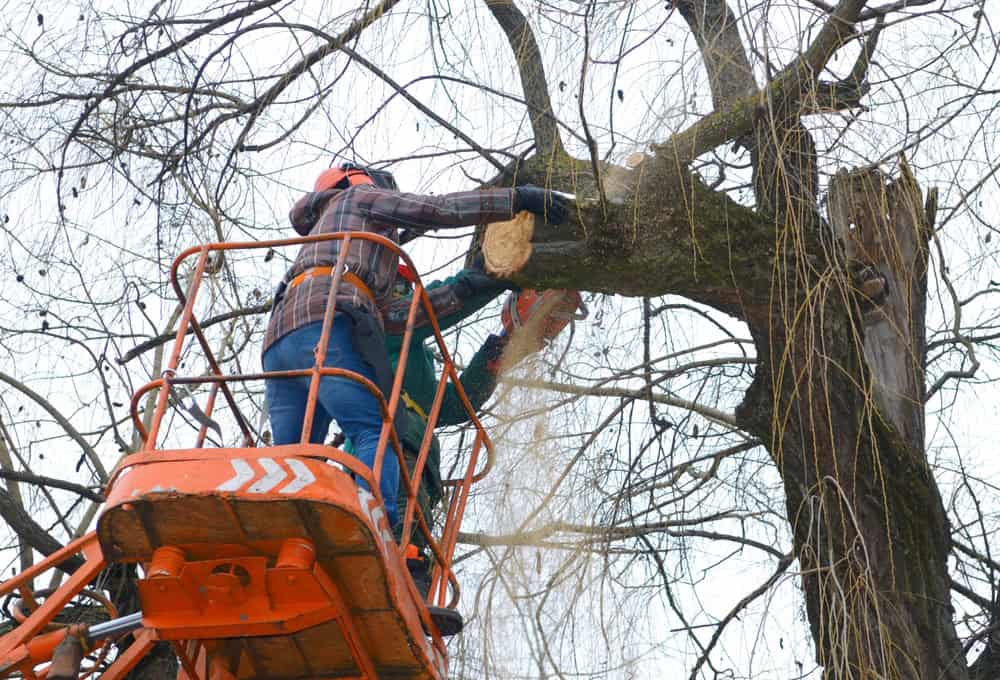 Two workers in safety gear trim branches of a tree using a chainsaw while standing on an orange hydraulic lift. The tree is bare, with no leaves, and the sky is overcast.