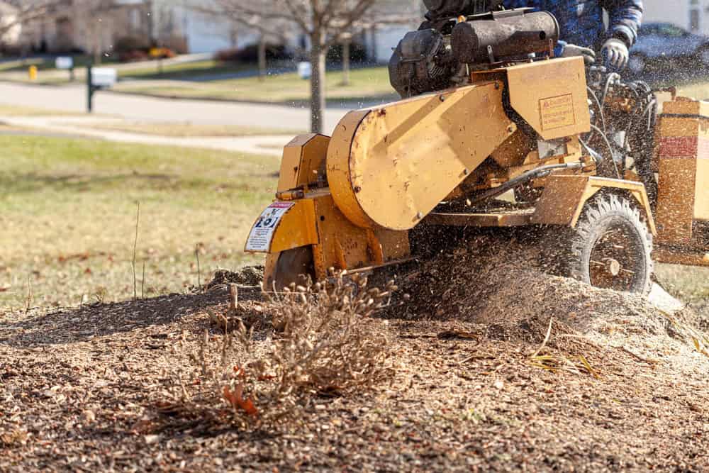 A stump grinder machine in action on a sunny day, chipping away at a tree stump in a suburban yard. Wood chips are scattering, and a person is operating the machine. Grass and bare trees are visible in the background.