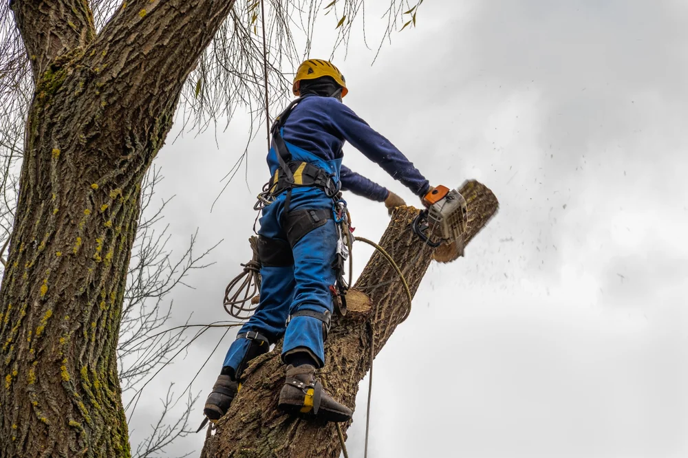An arborist wearing safety gear uses a chainsaw to cut a large tree branch while secured with ropes, standing high up on the trunk against a cloudy sky.