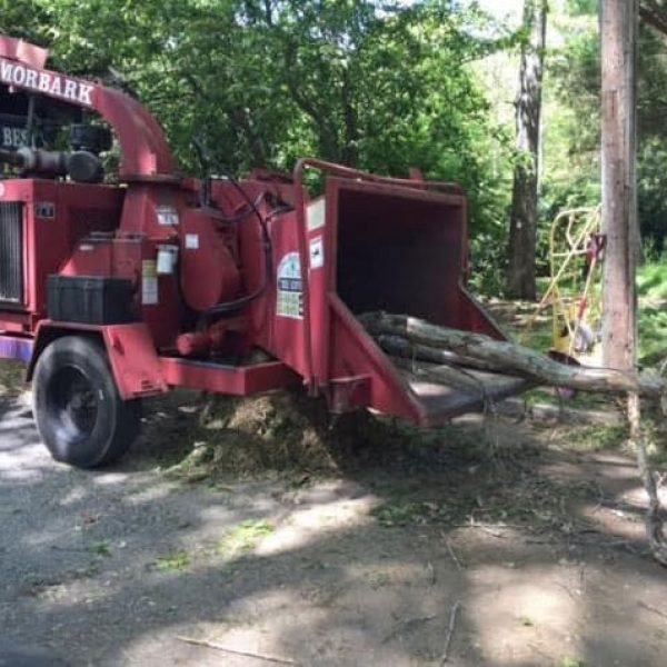 A large red wood chipper machine is chipping tree branches in an outdoor area surrounded by trees. Several long branches are being fed into the machine, with wood chips scattering on the ground.