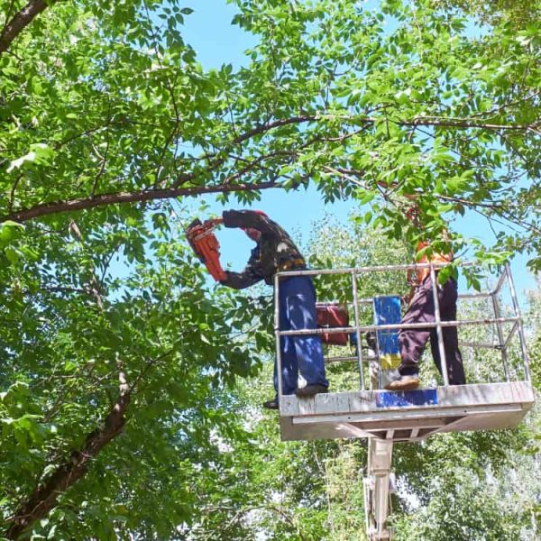 Two workers in a hydraulic lift prune branches of a tree. One worker, wearing a safety harness and helmet, cuts a branch with a chainsaw, while the other assists. Surrounded by green foliage under a clear, sunny sky, this professional team represents the best in tree service Nassau County offers.