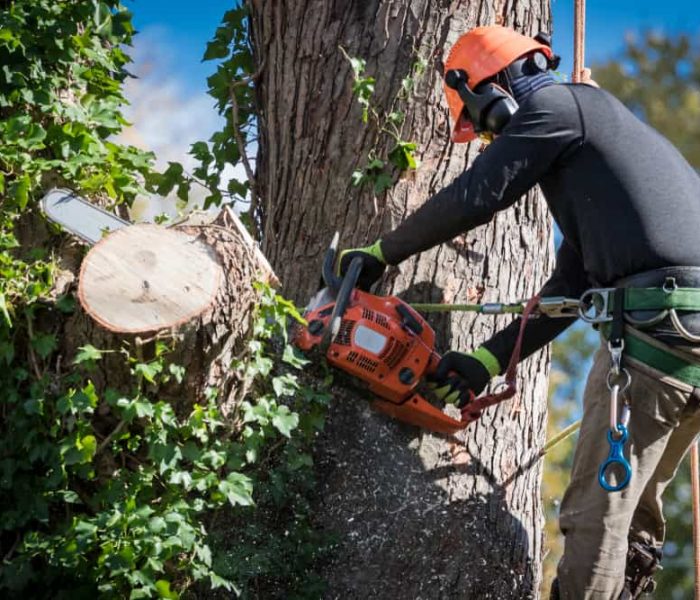 Man,In,Safety,Harnesses,And,Helmet,Cuts,Down,Large,Tree