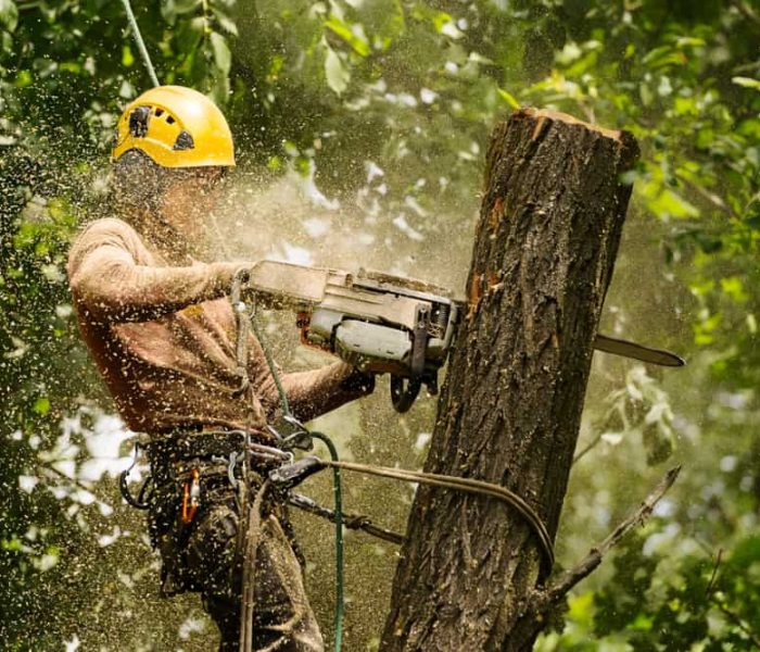 An,Arborist,Cutting,A,Tree,With,A,Chainsaw