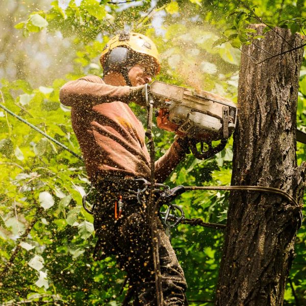 An Arborist Cutting A Tree With A Chainsaw