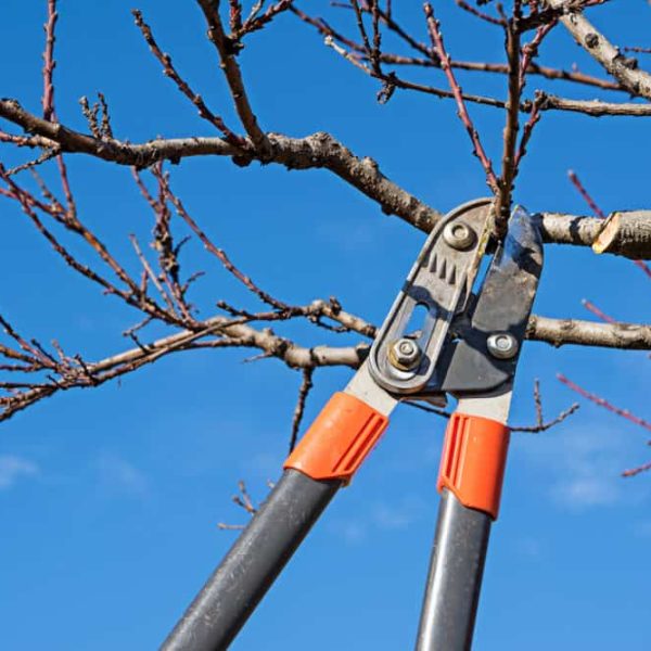 A pair of garden loppers is cutting a small branch from a tree. The sky in the background is clear and bright blue. The loppers have gray handles with orange grips. The tree branches are bare, indicating it is likely winter or early spring, perfect conditions for a tree service in Suffolk County.