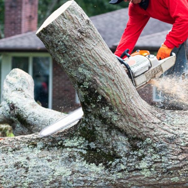 A person in a red shirt from a tree removal Nassau County service is using a chainsaw to cut through a large fallen tree trunk outdoors. Sawdust is flying as the chainsaw slices through the wood. A house with a brown roof is visible in the background.