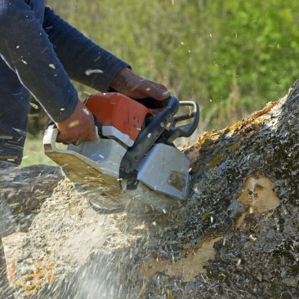 A person operates a chainsaw to cut through a large tree trunk outdoors, with wood chips and sawdust flying from the blade. The background shows greenery, indicating the scene takes place in a natural, forested area, perhaps during a tree removal in Suffolk County.
