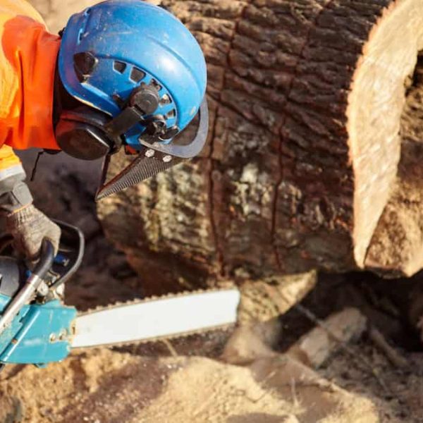 A worker wearing an orange protective suit, blue helmet, and safety gear uses a chainsaw to cut through a large tree trunk. Sawdust scatters in the air as the saw blade operates, showcasing the precision and expertise of our tree service Suffolk County professionals.